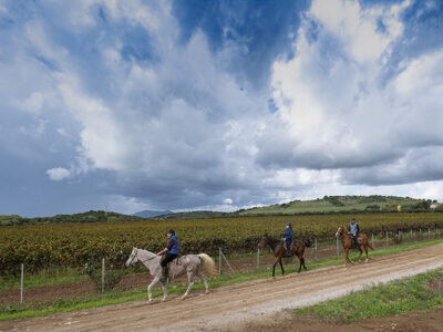 Drei Personen reiten auf einem Weg neben einem Weinberg unter bewölktem Himmel.