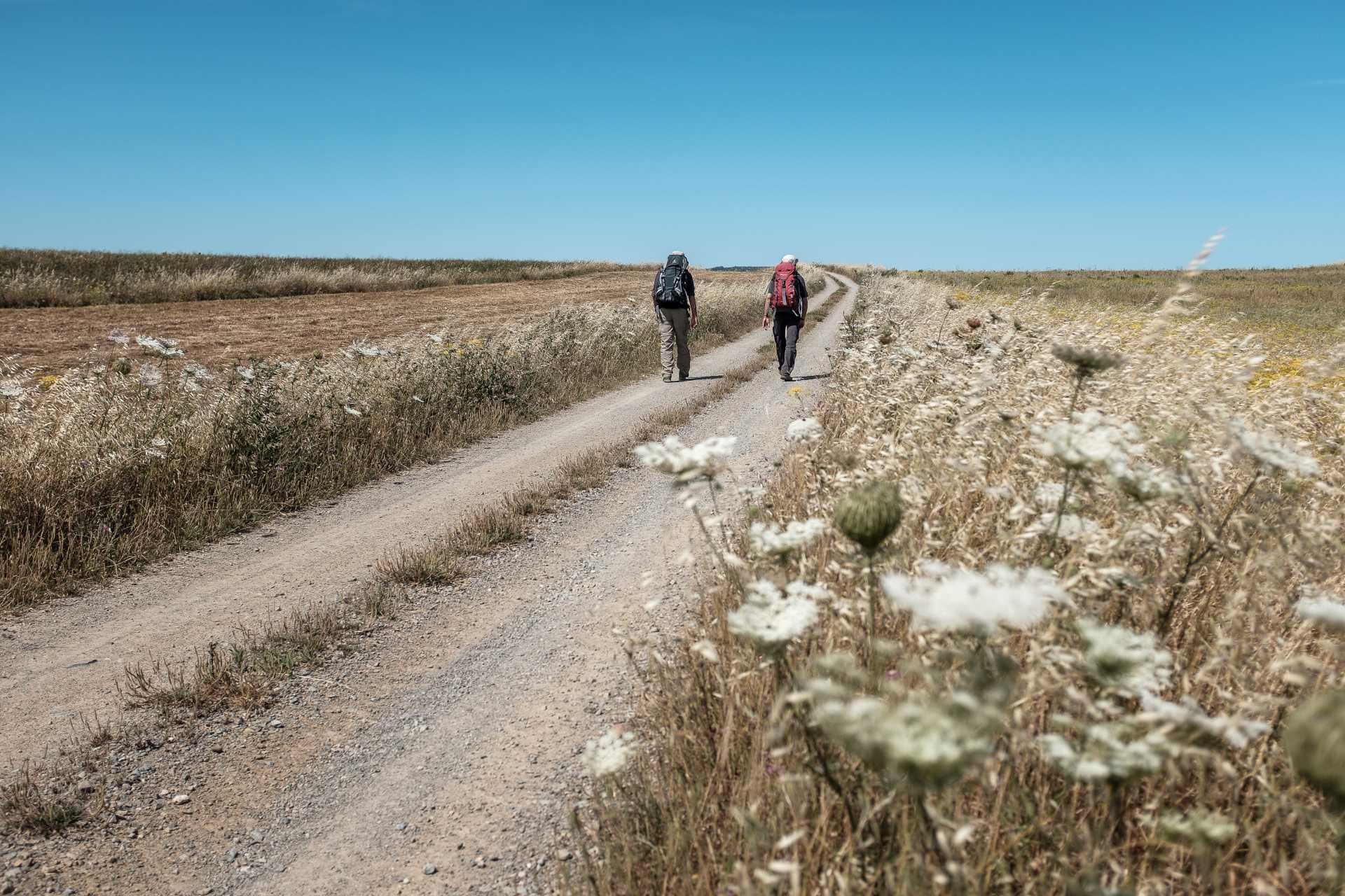 Two hikers walk on a dirt path in sunny countryside with wildflowers.