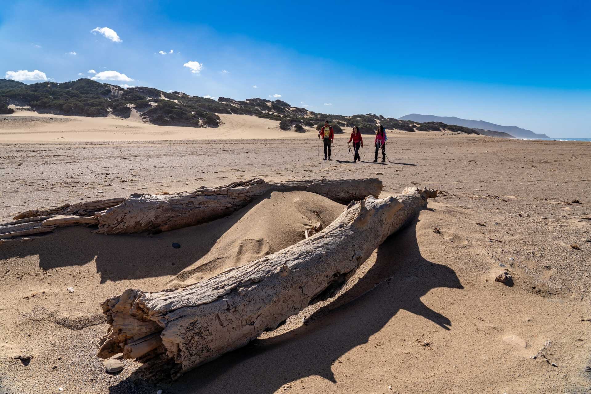 Three hikers walking on a sandy beach with large driftwood logs in the foreground.