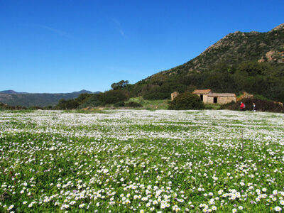 Champ de marguerites avec ferme et collines en arrière-plan sous ciel bleu.