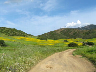 Chemin de terre traversant champs verts et collines fleuries sous un ciel bleu.