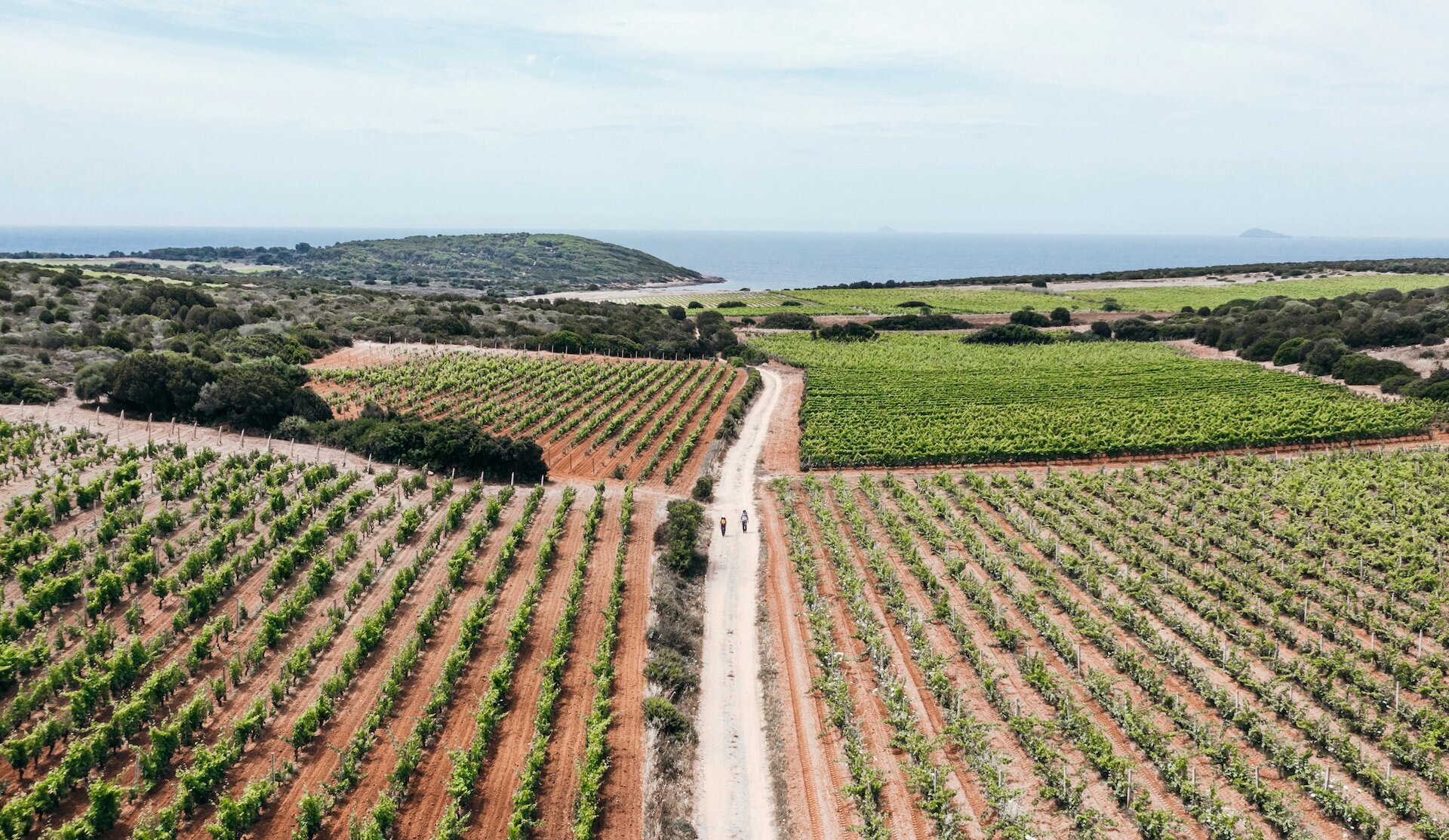 Chemin de terre entre vignobles avec deux personnes marchant vers la mer.