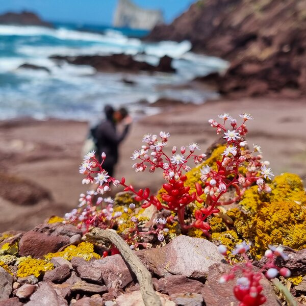 Fleurs rouges et blanches sur rochers jaunes près de la plage avec mer en arrière-plan.